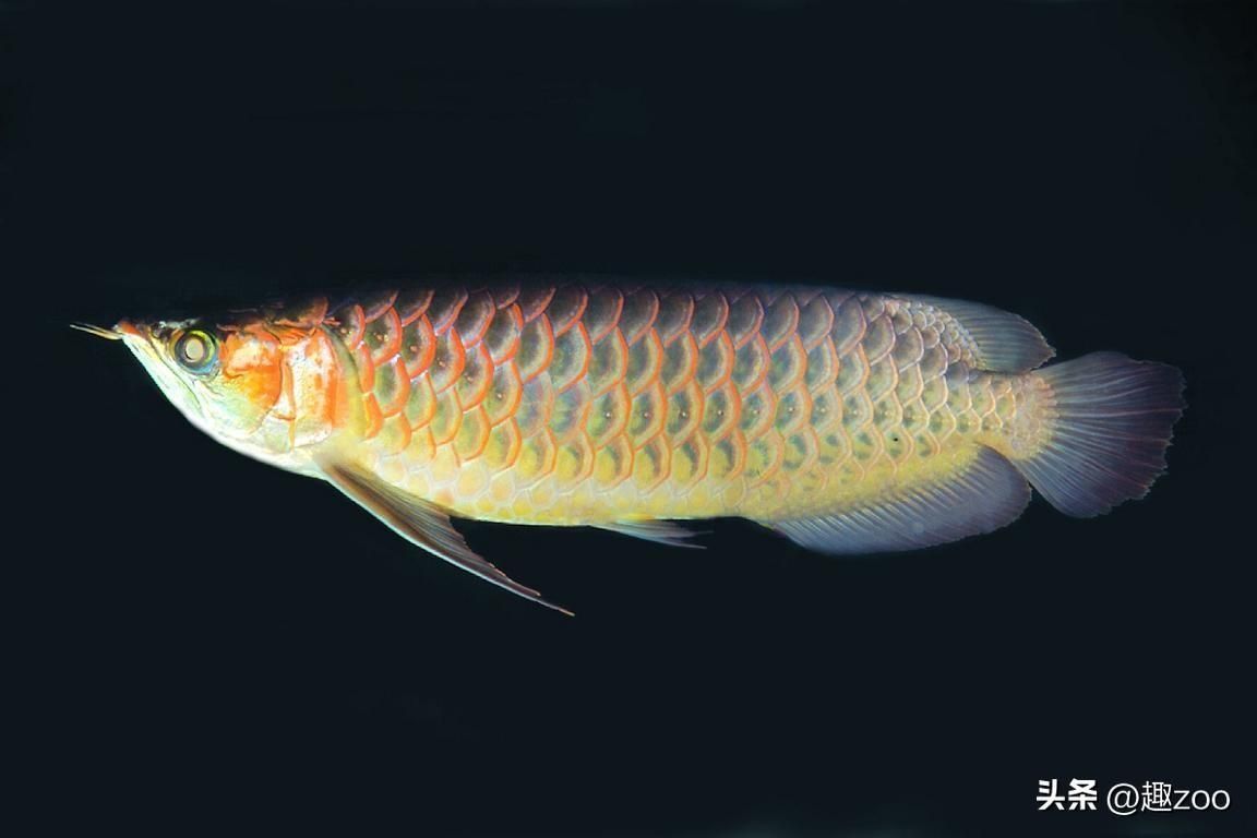 紅龍魚鱗片怎么分排（紅龍魚的鱗片分級）