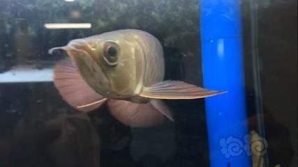 藍底過背金龍魚什么時候變藍(藍底過背金龍魚何時變藍) 龍魚百科 第5張 藍底過背金龍魚什么時候變藍(藍底過背金龍魚何時變藍) 藍底過背金龍魚什么時候變藍(藍底過背金龍魚何時變藍) 龍魚百科 第5張