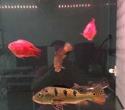 北京買龍魚的地方：北京觀賞魚批發(fā)市場評價：龍魚飼養(yǎng)技巧和注意事項