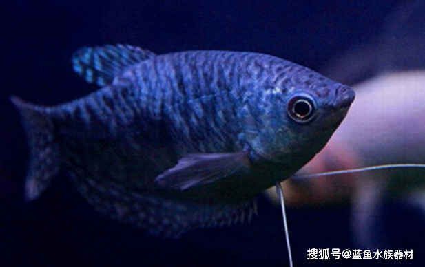 龍魚互相打架怎么處理（如何判斷龍魚是否適合混養） 龍魚互相打架怎么處理（如何判斷龍魚是否適合混養） 龍魚百科 第1張