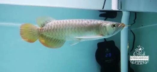 龍魚蒙眼病與進食情況（龍魚得了蒙眼病會影響進食嗎？）
