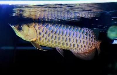龍魚蒙眼病與進食情況（龍魚得了蒙眼病會影響進食嗎？）