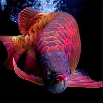 紫羅蘭金龍魚貴不：為什么紫羅蘭金龍魚的價格相對較高？ 紫羅蘭金龍魚貴不：為什么紫羅蘭金龍魚的價格相對較高？ 龍魚百科 第1張