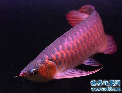 紫羅蘭金龍魚貴不：為什么紫羅蘭金龍魚的價格相對較高？ 紫羅蘭金龍魚貴不：為什么紫羅蘭金龍魚的價格相對較高？ 龍魚百科 第2張