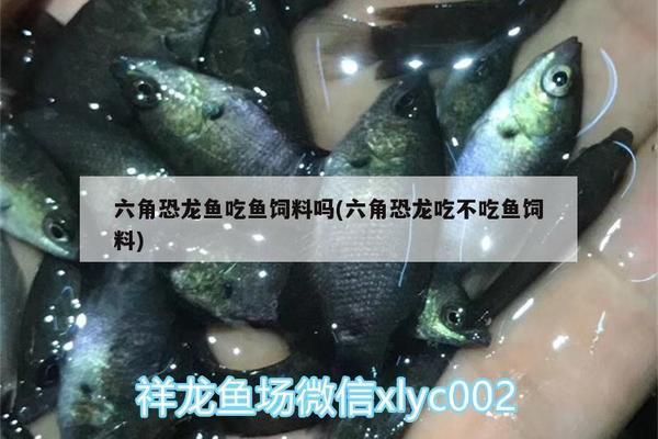 六角恐龍魚能吃金魚飼料嗎：六角恐龍魚可以吃金魚飼料嗎