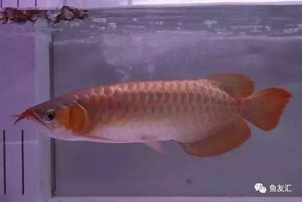 龍魚碼查詢（如何查詢龍魚芯片真偽）