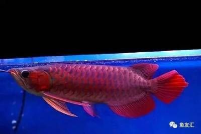 龍魚碼查詢（如何查詢龍魚芯片真偽）