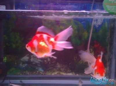 龍魚一天能吃多少金魚：龍魚一天能吃多少金魚取決于多種因素