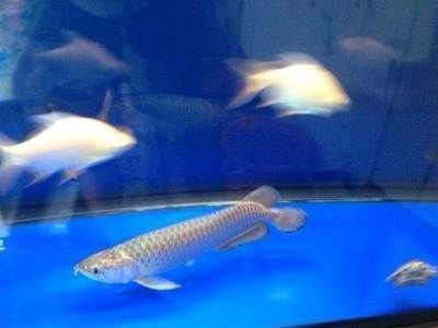 北京買金龍魚去哪里便宜點：北京金龍魚去哪買便宜