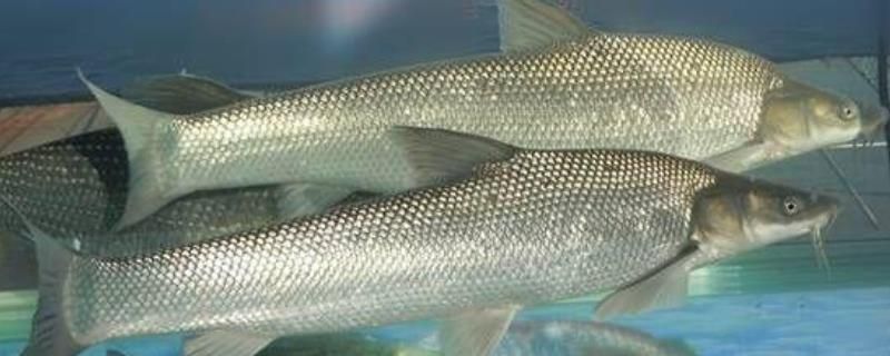 銀版魚耐受最低水溫：銀龍魚最佳生長水溫,銀龍魚水溫驟降反應,銀龍魚高溫適應能力