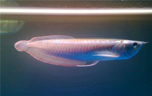 銀版魚(yú)耐受最低水溫：銀龍魚(yú)最佳生長(zhǎng)水溫,銀龍魚(yú)水溫驟降反應(yīng),銀龍魚(yú)高溫適應(yīng)能力