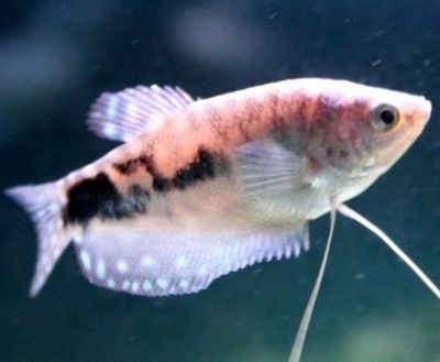 龍魚會吃青苔鼠嗎為什么：龍魚會吃青苔鼠嗎