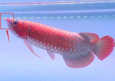 龍魚的龍須斷了怎么辦：如何處理龍魚龍須斷裂