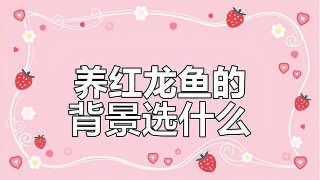 紅龍魚白缸養還是黑缸養比較好