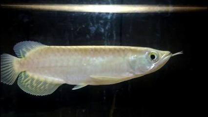 金龍魚青龍魚哪個(gè)好養(yǎng)：金龍魚和青龍魚哪個(gè)好養(yǎng)