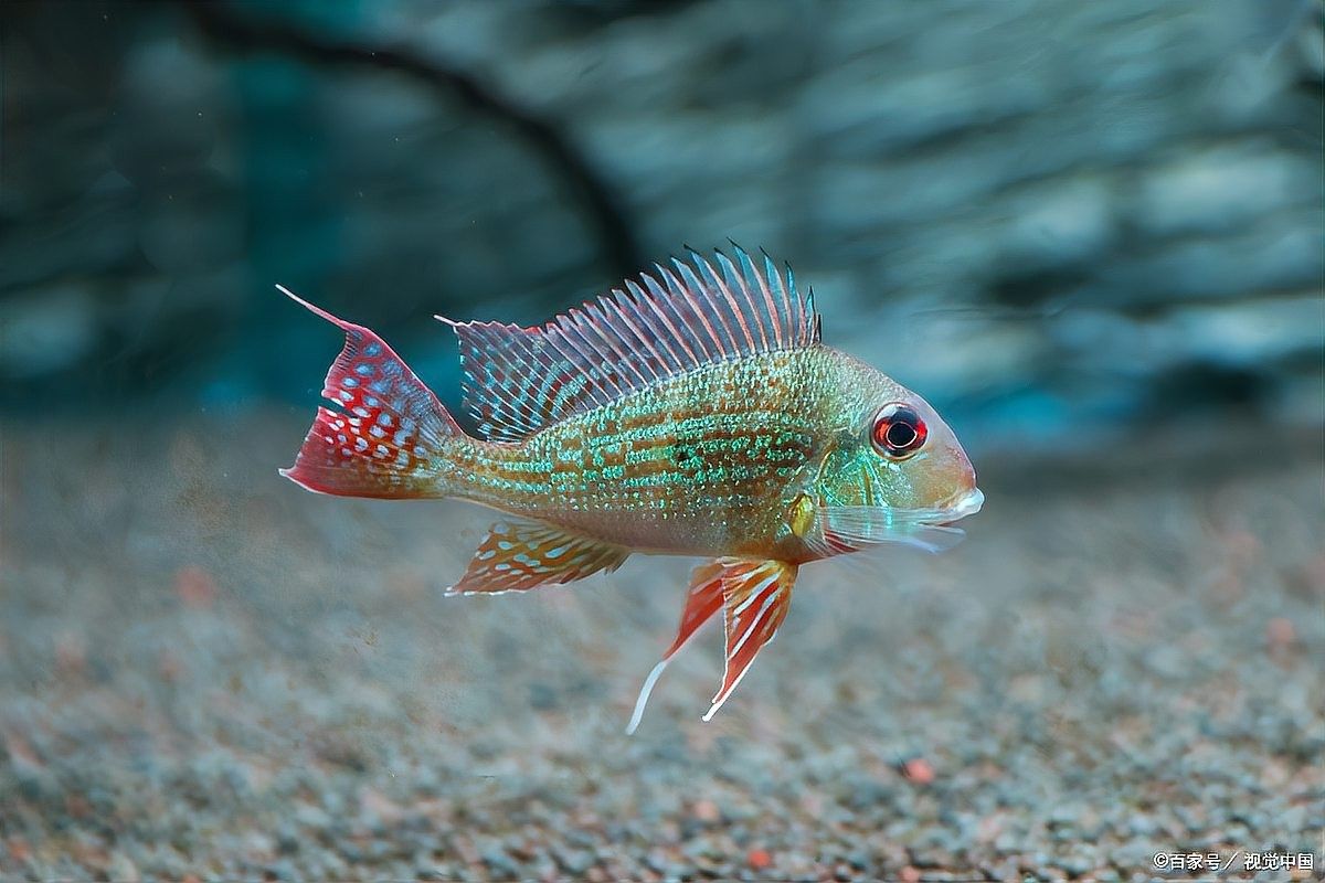 黃曼龍魚壽命幾年