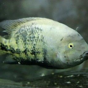 黃曼龍魚壽命幾年