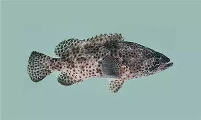 巨石斑魚叫龍魚嗎：巨石斑魚與龍魚有什么區(qū)別？