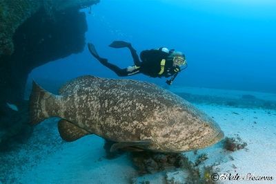 巨石斑魚叫龍魚嗎：巨石斑魚與龍魚有什么區(qū)別？
