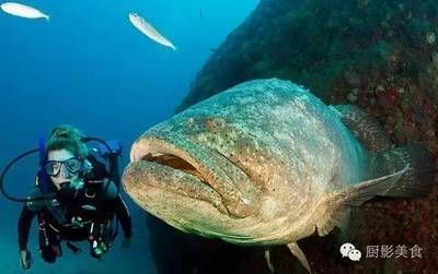巨石斑魚叫龍魚嗎：巨石斑魚與龍魚有什么區(qū)別？