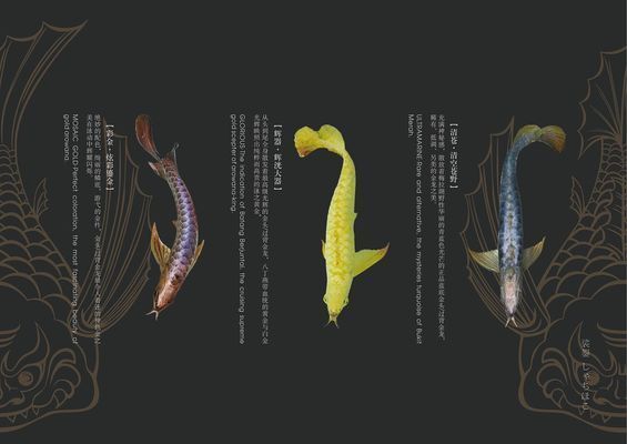 龍魚飼料品牌推薦一下：龍魚飼料十大品牌排行榜