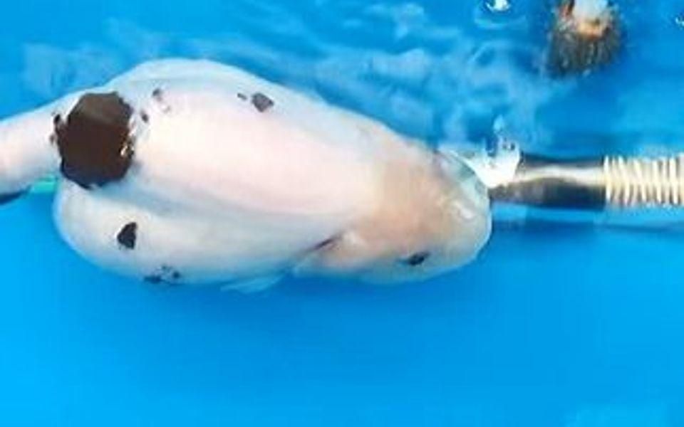 魚腹水怎么快速排出體外