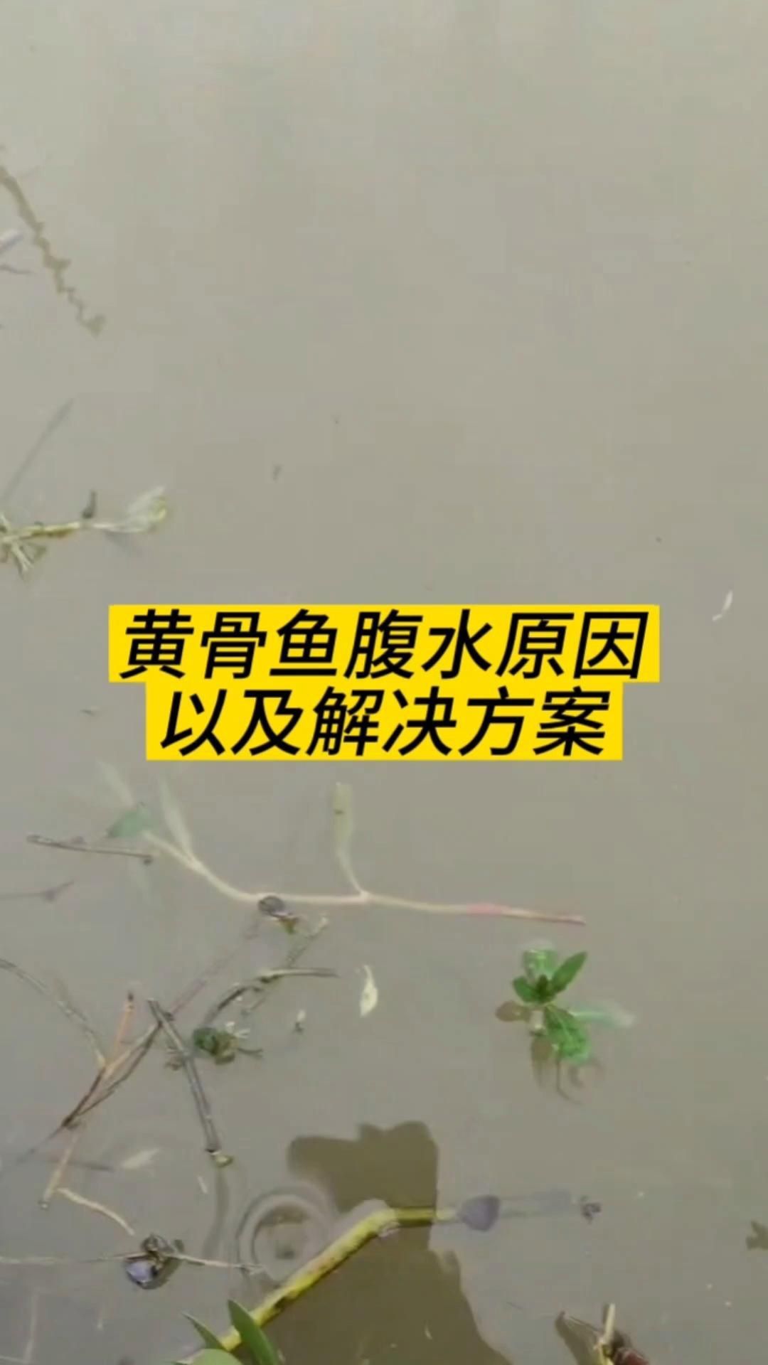 魚腹水怎么快速排出體外