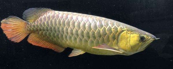 龍魚魚鰭梗骨有疙瘩（未找到“龍魚魚鰭梗骨有疙瘩”的直接答案但可以嘗試通過以下渠道獲取信息） 龍魚魚鰭梗骨有疙瘩（未找到“龍魚魚鰭梗骨有疙瘩”的直接答案但可以嘗試通過以下渠道獲取信息） 龍魚百科 第3張