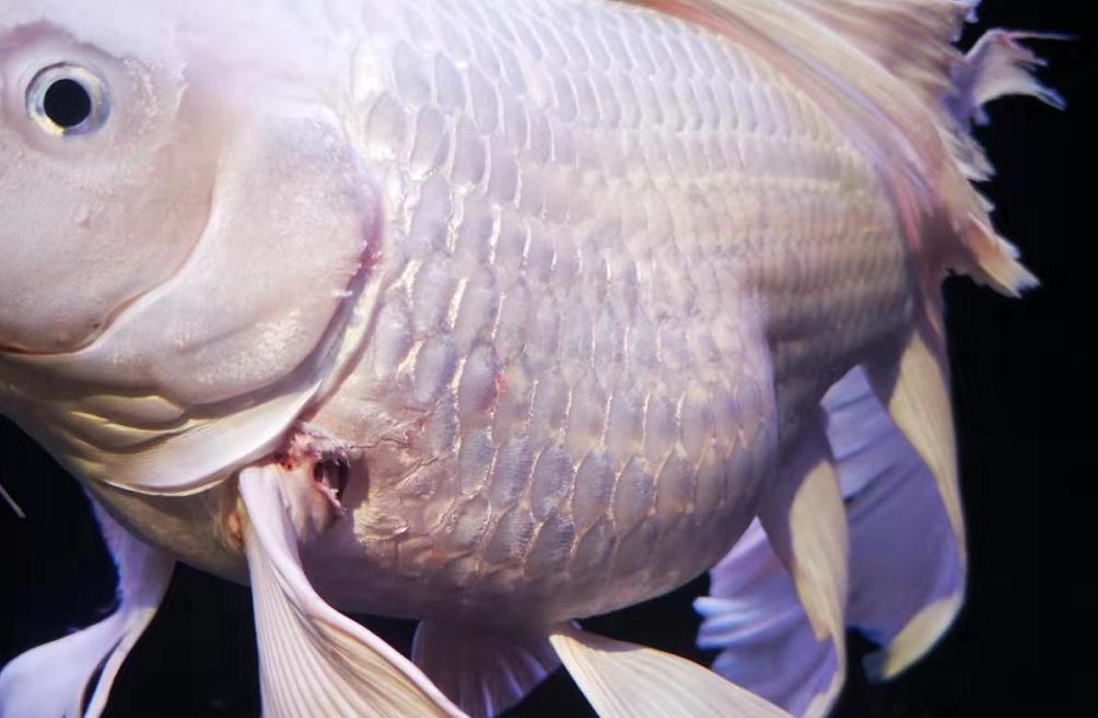 龍魚魚鰭梗骨有疙瘩（未找到“龍魚魚鰭梗骨有疙瘩”的直接答案但可以嘗試通過以下渠道獲取信息） 龍魚魚鰭梗骨有疙瘩（未找到“龍魚魚鰭梗骨有疙瘩”的直接答案但可以嘗試通過以下渠道獲取信息） 龍魚百科 第4張