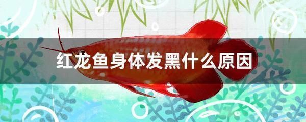 紅龍魚顏色變黑：紅龍魚顏色變黑可能由多種因素引起紅龍魚顏色變黑的原因