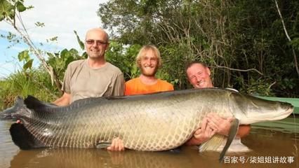 巨骨舌魚棲息地保護現狀，亞馬遜河流域生態保護進展巨骨舌魚人工繁殖技術研究