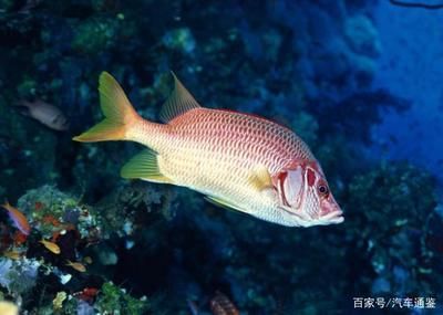 巨骨舌魚棲息地保護現狀，亞馬遜河流域生態保護進展巨骨舌魚人工繁殖技術研究