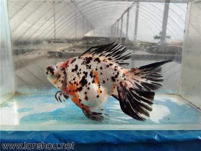 金魚和藍(lán)龍魚能一起養(yǎng)嗎：金魚和藍(lán)龍魚可以一起養(yǎng)嗎？