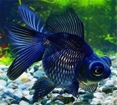 金魚和藍(lán)龍魚能一起養(yǎng)嗎：金魚和藍(lán)龍魚可以一起養(yǎng)嗎？