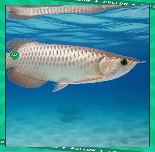 銀龍魚剛入缸趴底