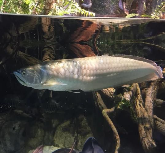 銀龍魚剛入缸趴底