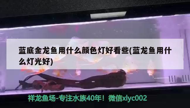 藍(lán)底金龍魚(yú)用什么顏色的燈（如何選擇金龍魚(yú)led燈）