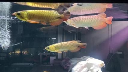 博世龍魚缸連鎖店怎么樣（博世龍水族用品有限公司怎么樣） 博世龍魚缸連鎖店怎么樣（博世龍水族用品有限公司怎么樣） 龍魚百科 第1張