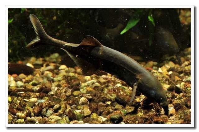非洲象鼻魚品種的市場價值，非洲象鼻魚市場價值