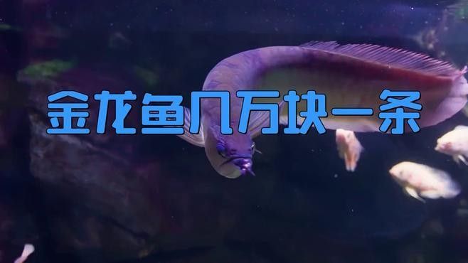 長春龍魚價格行情最新走勢 長春龍魚價格行情最新走勢 龍魚百科 第12張