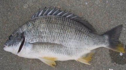 紅頭利魚常見疾病及防治，紅頭利魚養(yǎng)殖過程中常出現(xiàn)多種疾病及其防治方法