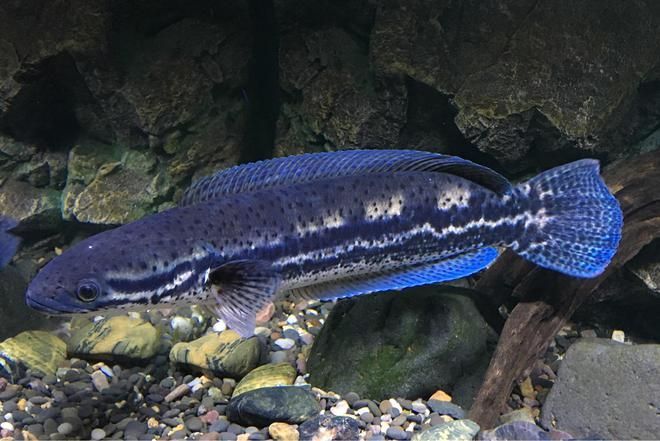 養雷龍魚用什么過濾器：養雷龍魚時選擇過濾器時需要考慮以下幾個因素