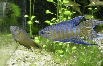 鐵甲武士魚水質管理方法：鐵甲武士魚的水質管理