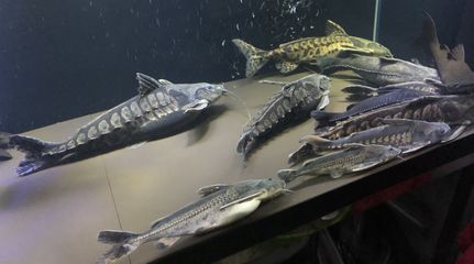 鐵甲武士魚水質管理方法：鐵甲武士魚的水質管理