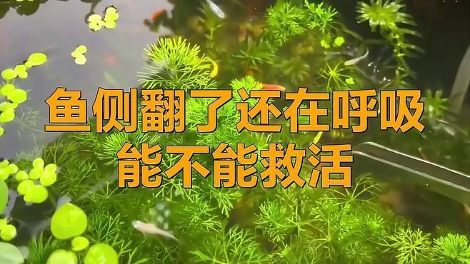 孔雀魚側翻快死能救活嗎