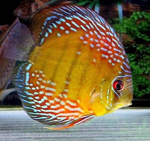 七彩神仙魚和龍魚混養需要注意的幾點關鍵注意事項：七彩神仙魚和龍魚混養怎么出狀態 七彩神仙魚和龍魚混養需要注意的幾點關鍵注意事項：七彩神仙魚和龍魚混養怎么出狀態 龍魚百科 第3張