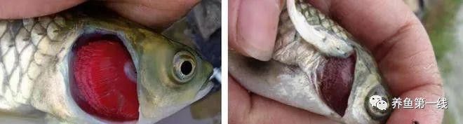 如何檢測龍魚死亡原因？ 如何檢測龍魚死亡原因？ 龍魚百科 第1張