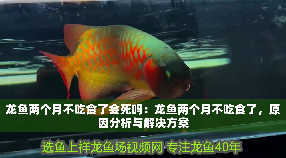 龍魚兩個月不吃食了會死嗎：龍魚兩個月不吃食了，原因分析與解決方案