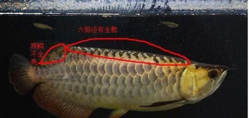 金龍魚掉鱗片多久長出來：金龍魚掉鱗片多久能長出來 金龍魚掉鱗片多久長出來：金龍魚掉鱗片多久能長出來 龍魚百科 第2張