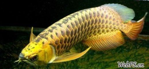 金龍魚的品種怎么分辨真假（如何辨別金龍魚的真假）